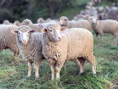 Εκπαιδευτικό Σεμινάριο προσωπικού μεταφορέων ζώντων ζώων